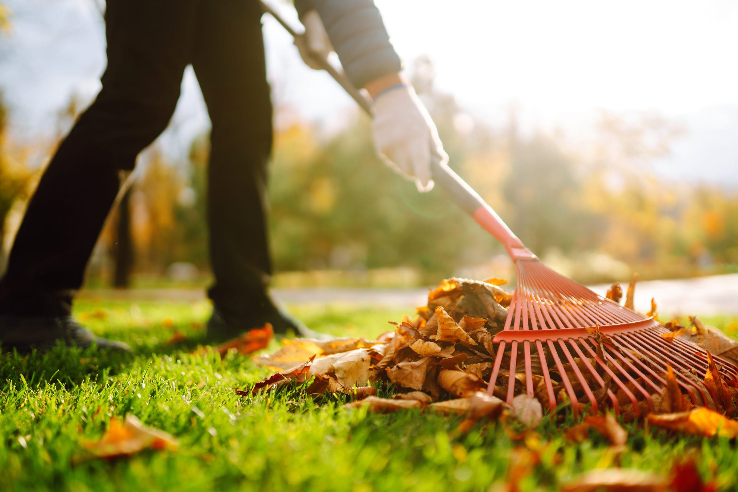 Autumn,Clean,In,Garden,Back,Yard.,Rake,And,Pile,Of