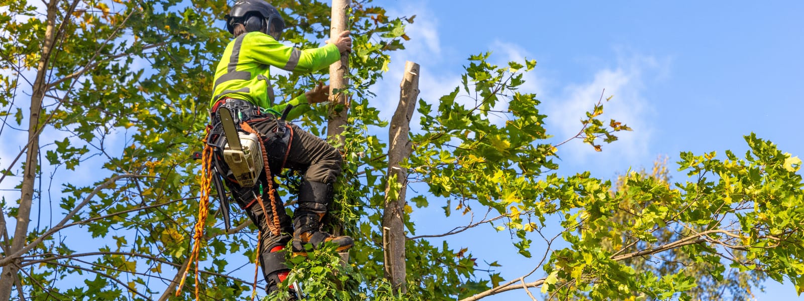 Tree Trimming East Chicago IN